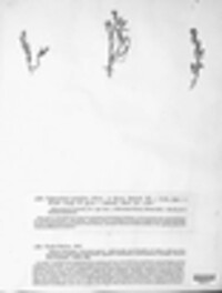 Uredo lilacina image